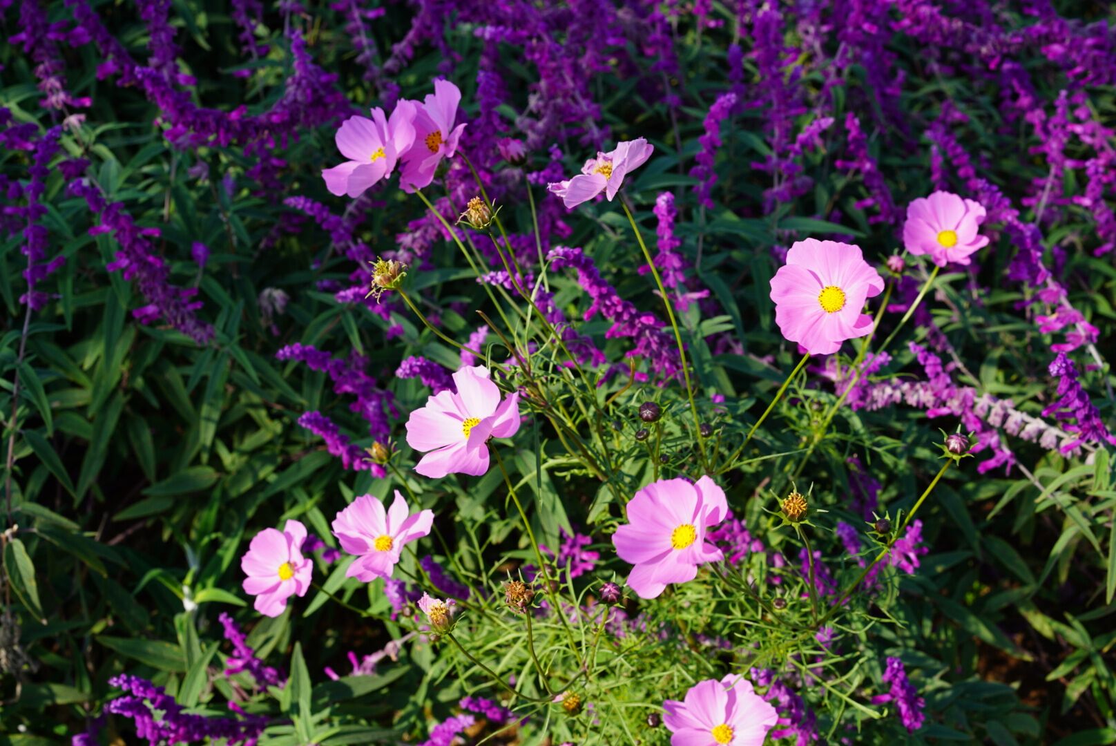 格桑花开.jpg